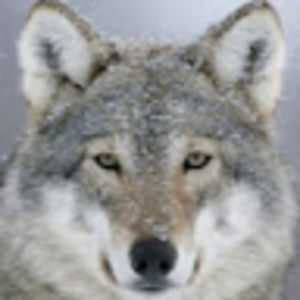 Meet your Posher, Fernando